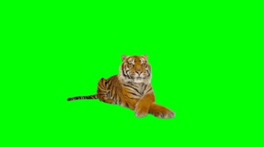 老虎卧姿绿屏抠像后期特效视频素材