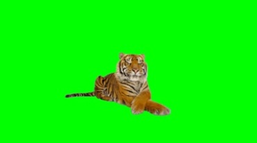 老虎卧姿绿屏抠像后期特效视频素材