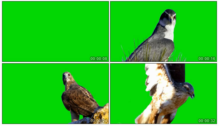 鹰隼猎鹰猛禽飞鸟绿屏抠像后期特效视频素材