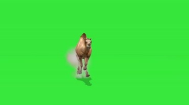 骆驼奔跑各个角度拍摄绿屏抠像后期特效视频素材
