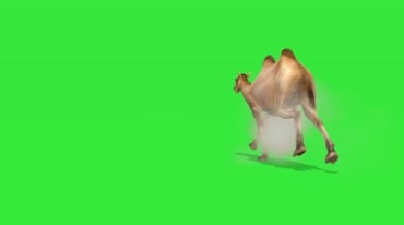 骆驼奔跑各个角度拍摄绿屏抠像后期特效视频素材