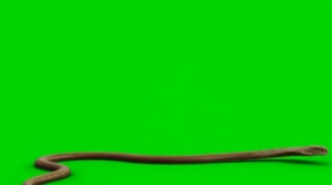 眼镜蛇立起来张开攻击姿态绿屏抠像后期特效视频素材