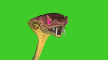 眼镜蛇毒蛇吐着信子绿屏抠像后期特效素材 19 1080 Mp4视频特效素材下载 动物 Ae256素材网