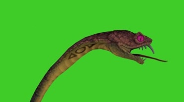 眼镜蛇毒蛇吐着信子绿屏抠像后期特效视频素材