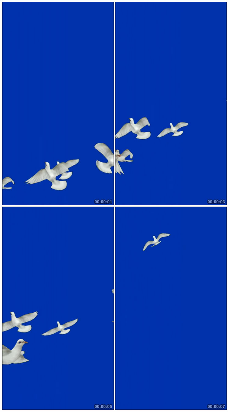 白鸽飞翔一群白鸽放飞透明抠像后期特效视频素材