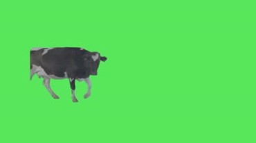 奶牛群走过绿屏抠像后期特效视频素材