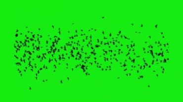一群鸟飞过绿屏抠像特效视频素材