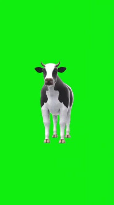 黑白奶牛站立注视绿屏抠像后期特效视频素材
