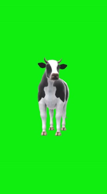 黑白奶牛站立注视绿屏抠像后期特效视频素材