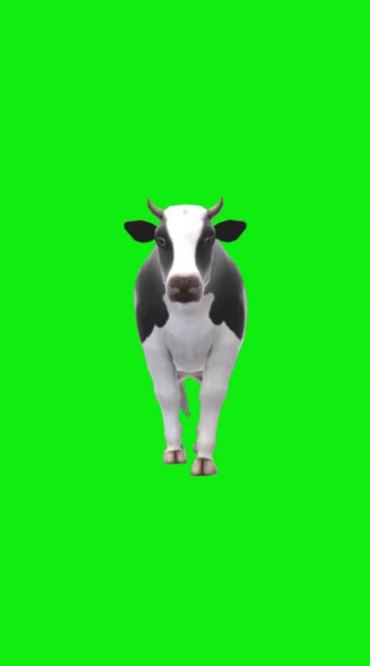 黑白奶牛走路绿屏抠像后期特效手机竖屏视频素材