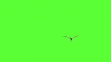 长翅膀的恐龙怪兽咆哮张开翅膀起飞绿屏后期特效视频素材