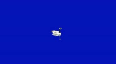 鸭子游泳游动绿屏抠像后期特效视频素材