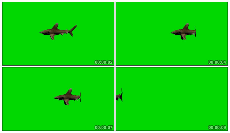黑鲨鱼水中游弋绿屏抠像后期特效视频素材
