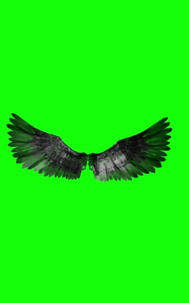 黑天鹅翅膀张开效果绿屏抠像后期特效视频素材