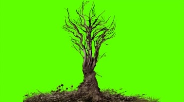 一棵枯树老树光秃秃的树枝恐怖万圣节后期特效视频素材