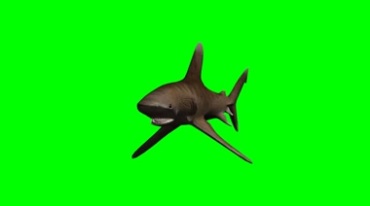 鲨鱼游弋水中游动姿态绿屏抠像后期特效视频素材