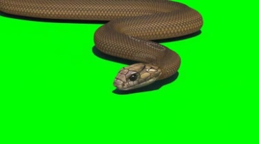 真实蛇游动蛇形绿屏抠像后期特效视频素材