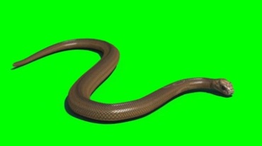 真实蛇游动蛇形绿屏抠像后期特效视频素材