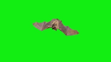 蝙蝠张开翅膀静态展示绿屏抠像后期特效视频素材