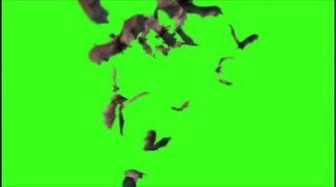 蝙蝠群飞行聚在一起绿幕抠像特效视频素材