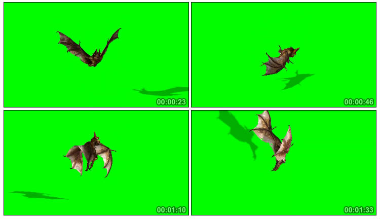 蝙蝠飞行3D角度翅膀绿屏抠像后期特效视频素材