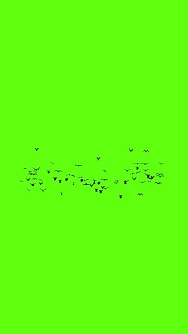 大雁群组队飞行武汉加油绿屏抠像后期特效视频素材