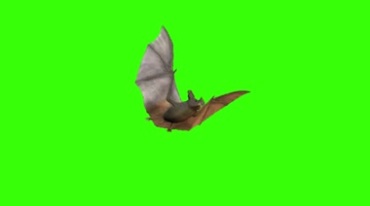 一只飞翔的蝙蝠绿屏抠像后期特效视频素材
