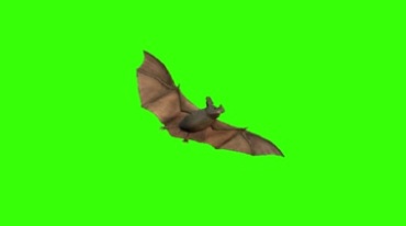 一只飞翔的蝙蝠绿屏抠像后期特效视频素材