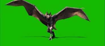 巨幅蝙蝠张开翅膀咆哮绿屏抠像后期特效视频素材