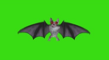 蝙蝠睁着大眼睛扇翅膀绿屏抠像后期特效视频素材