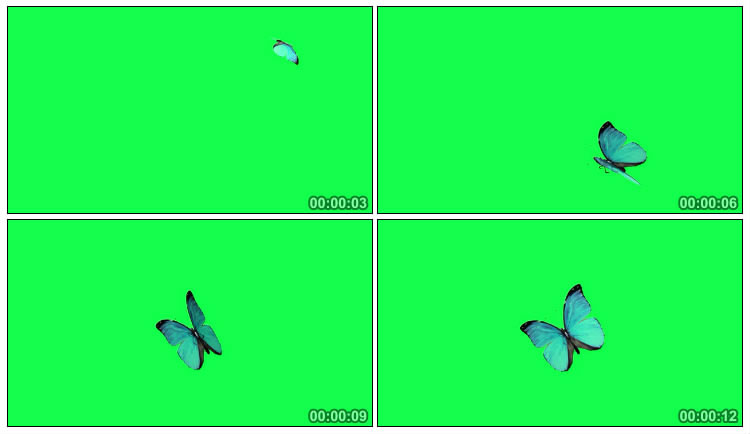 蝴蝶上下飞舞绿屏抠像后期特效视频素材