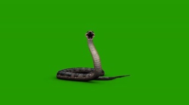 真实毒蛇仰头攻击被打死绿屏抠像后期特效视频素材