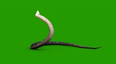 真实毒蛇仰头攻击被打死绿屏抠像后期特效视频素材