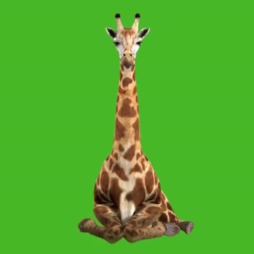 长颈鹿跪着正面照绿屏抠像后期特效视频素材