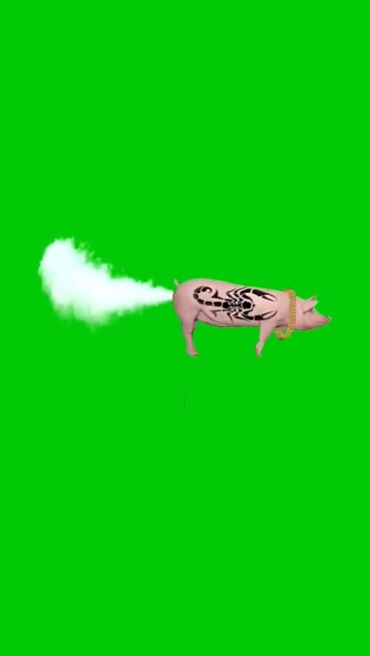 小猪放屁喷气飞行绿幕抠像后期特效视频素材