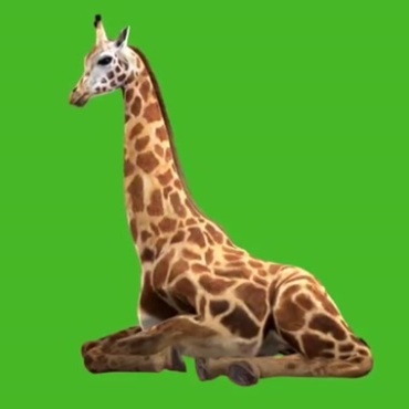 长颈鹿趴着卧着绿屏抠像后期特效视频素材