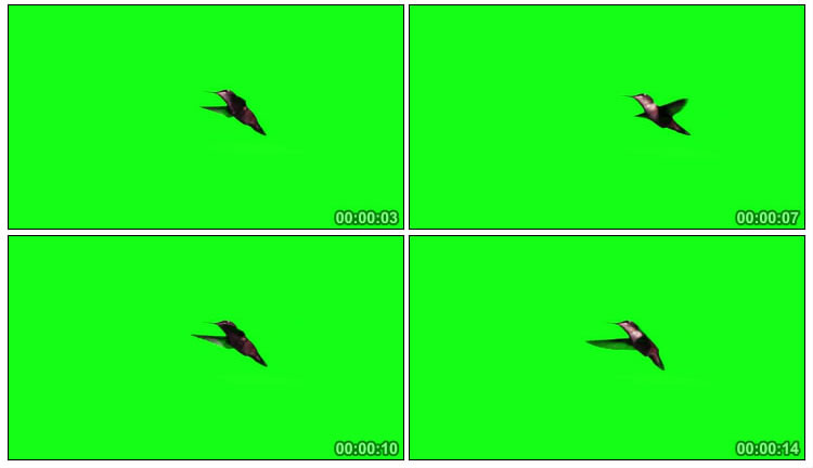 小鸟飞鸟拍打翅膀悬停绿幕特效视频素材