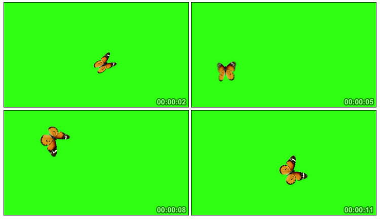 彩蝶飞舞绿布抠像后期特效视频素材