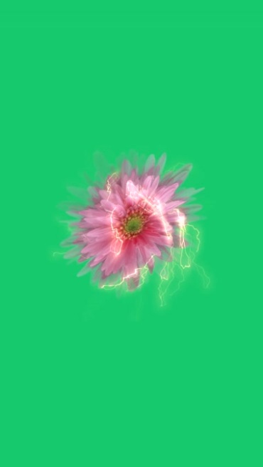 菊花花朵旋转绿屏抠像后期特效视频素材