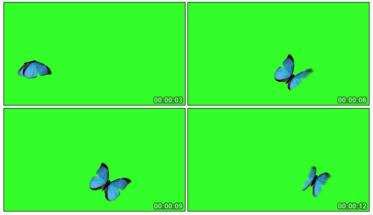 美丽蝴蝶飞飞绿幕抠像后期特效视频素材