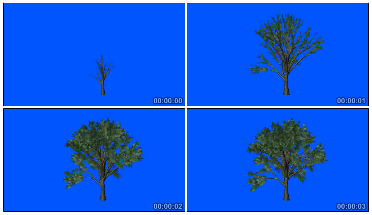 树生长开枝散叶透明抠像后期特效视频素材