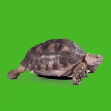 乌龟爬行绿屏抠像后期特效视频素材