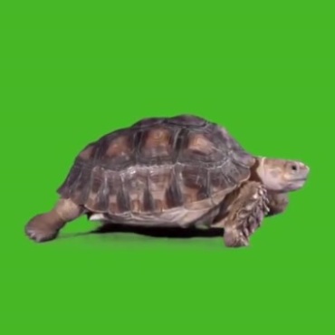 乌龟爬行绿屏抠像后期特效视频素材