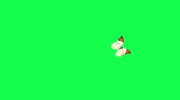 美丽蝴蝶飞行绿布抠像后期特效视频素材