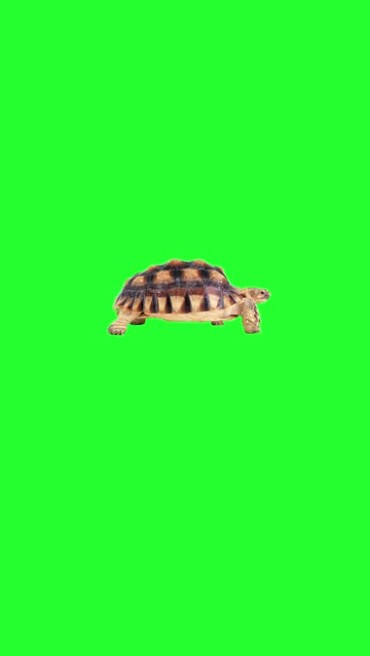 乌龟元宝招财进宝手机竖版绿屏特效视频素材