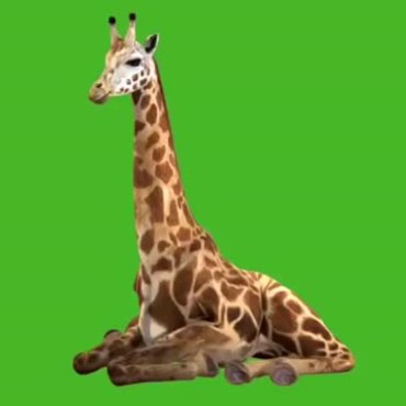 长颈鹿趴着睡觉绿屏抠像后期特效视频素材