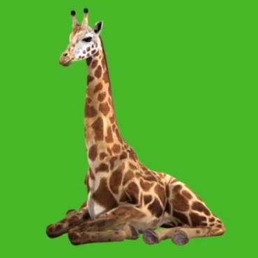 长颈鹿趴着睡觉绿屏抠像后期特效视频素材