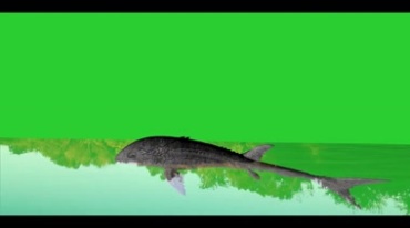 鱼怪鲶鱼大鱼游水绿幕抠像后期特效视频素材