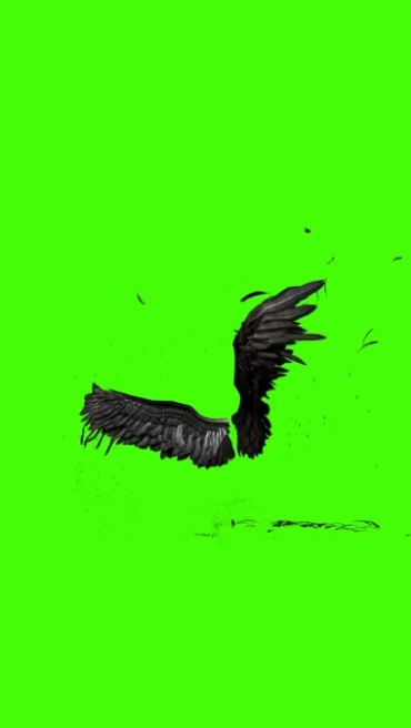 道法舞空术黑色羽毛旋转幻变成黑天鹅翅膀绿屏后期特效视频素材