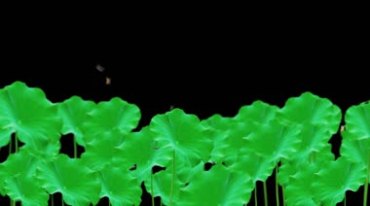 绿色荷叶黑幕抠像后期特效视频素材